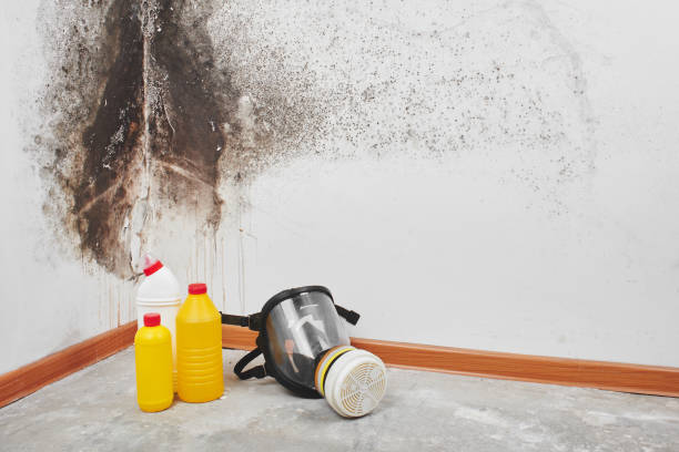 Best Emergency Mold Remediation in Bourbon, IN