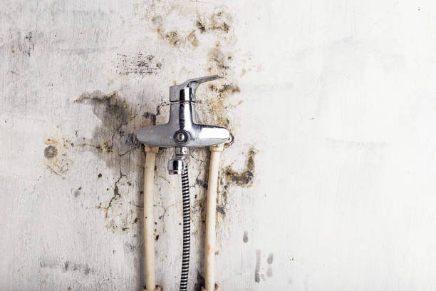 Best Industrial Mold Remediation in Bourbon, IN