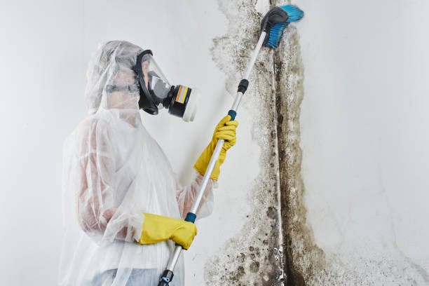 Best White Mold Remediation in Bourbon, IN