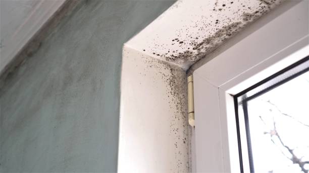 Best Black Mold Remediation in Bourbon, IN