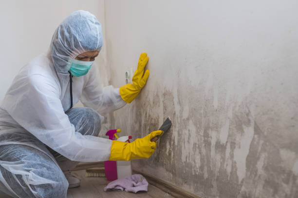 Best Crawl Space Mold Remediation in Bourbon, IN