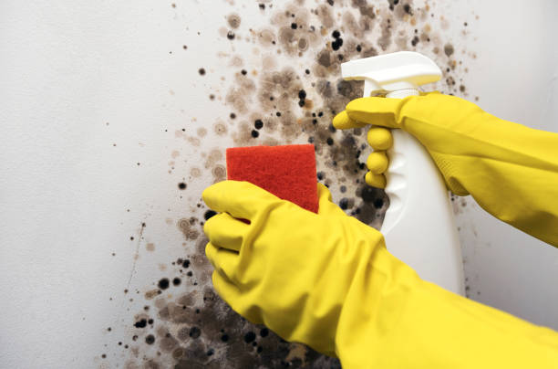 Best Commercial Mold Remediation in Bourbon, IN