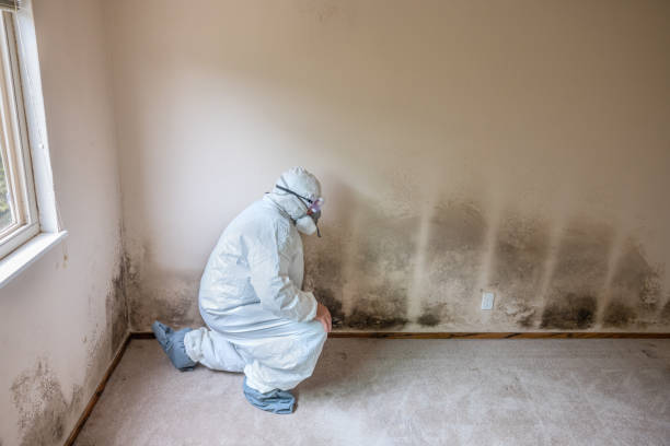 Best Post-Flood Mold Remediation in Bourbon, IN