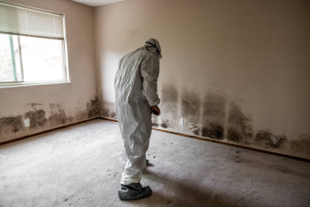 Best Kitchen Mold Remediation in Bourbon, IN