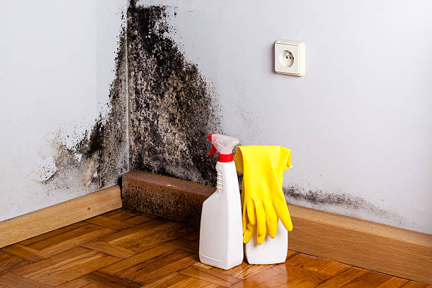 Best Industrial Mold Remediation in Bourbon, IN