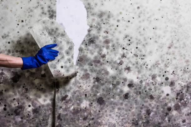 Best Residential Mold Remediation in Bourbon, IN
