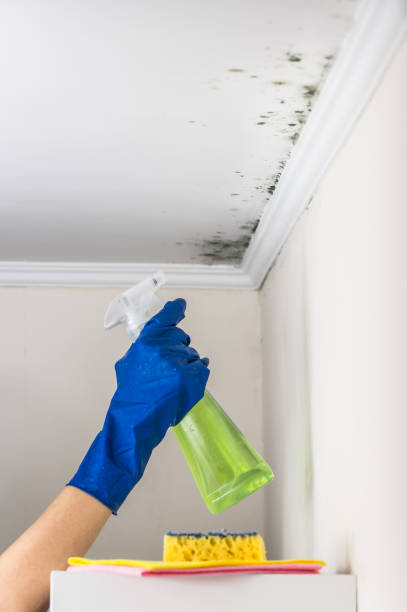 Best Residential Mold Remediation in Bourbon, IN